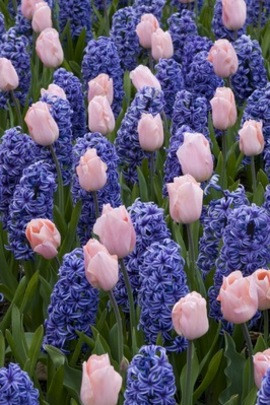 Hyacinthus Blue Jacket,Tulipa 'Apricot Beauty', Spring bulb combination Pink Hyacinth, Anemone blanda Blue shades, Spring bulb combination